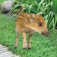 ZAROYEAX Poultry Decoration Courtyard Card Size Dummy Pig Card zaroyeax-poultry-decoration-courtyard-card-size-dummy-pig-card