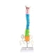 thumbnail image 1 of Vogacara Modelo anatómico de columna vertebral de 45cm con Pelvis, modelo de columna vertebral resistente al agua para educación temprana, Ayudas para vestirse con gancho de botón, 1 of 6