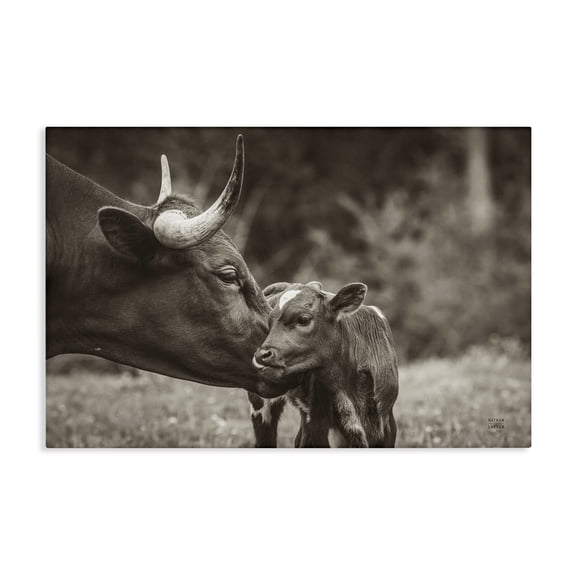 Stupell Industries Longhorn Kiss Photography Animals Photography Wrapped Canvas Art Print Wall Art, 24 x 16