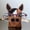 A, variant on EGNMCR Hooks for Hanging Glasses Frame Home And Office Decorative Desktop Glasses Support Suction cup lamp