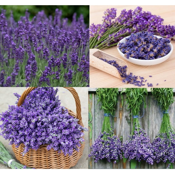 LAVENDER MIX 200 Seeds - Mother Nature's Seeds - Wildflower Seeds - Flower Seeds for Planting - Non-GMO