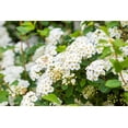 thumbnail image 4 of 2 Gallon Bridalwreath Spirea (Spiraea) Shrub, 4 of 6
