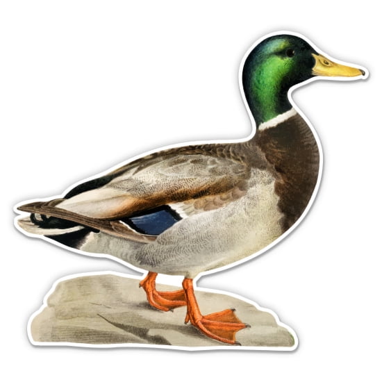 Mallard Duck Vintage Style - 3" Vinyl Sticker - For Car Laptop Water Bottle Phone - Waterproof Decal
