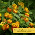 thumbnail image 2 of 4 Spreading Sunset Lantana in 3.5" Nursery Cubes | Lantana ‘Spreading Sunset’ | Orange & Yellow Flowering Shrub for Borders & Containers | Ready-to-Plant Live Starter Plants, 2 of 7