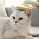 thumbnail image 4 of Cepillo de calabaza para mascotas, cepillo de aseo para mascotas autolimpiante para perros, gatos, cachorros, conejos, gatos, elimina suavemente la capa inferior suelta, 4 of 4