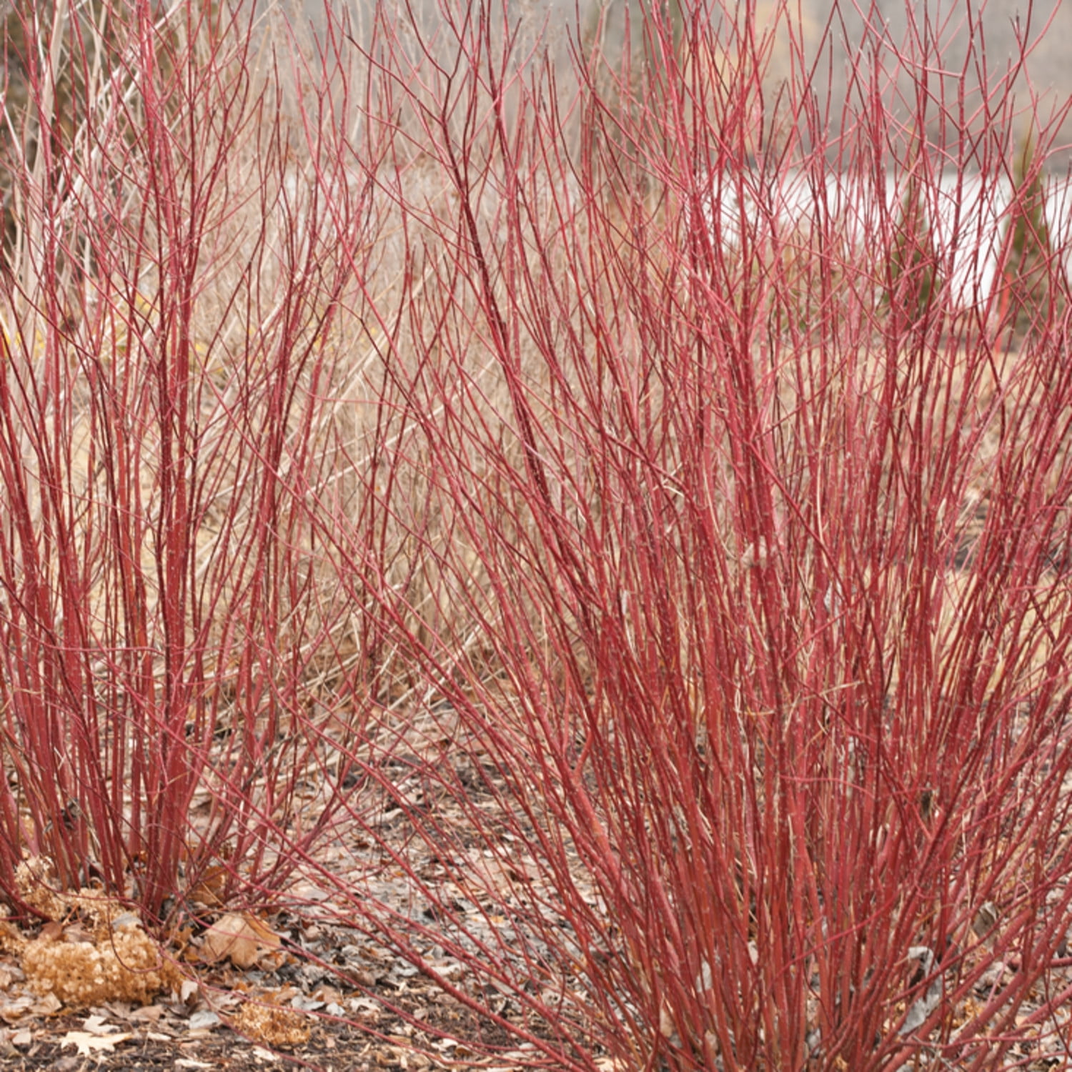 Proven Winners ColorChoice 5" Arctic Fire Red Dogwood Live Plant in 4.5" Pot (4 Count)
