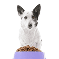 thumbnail image 4 of The Real Meat Company 14oz Dehydrated, Air-Dried Jerky Style Dry Dog Food, 4 of 6