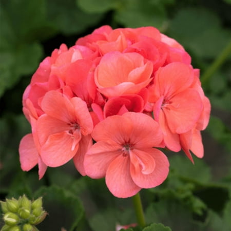 Salmon Geranium Plant, 4 Inch Pot, Hardy Geranium Plants Live Outdoor Garden