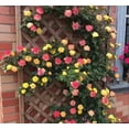 thumbnail image 4 of 100 Seeds Multi Color Mix Rose Plant Seeds, Perennial, Vine Climber, Fragrant, 4 of 9