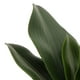 thumbnail image 5 of Hojas Artificiales BLESIY Hoja de Orquídea Artificial, 5 of 7