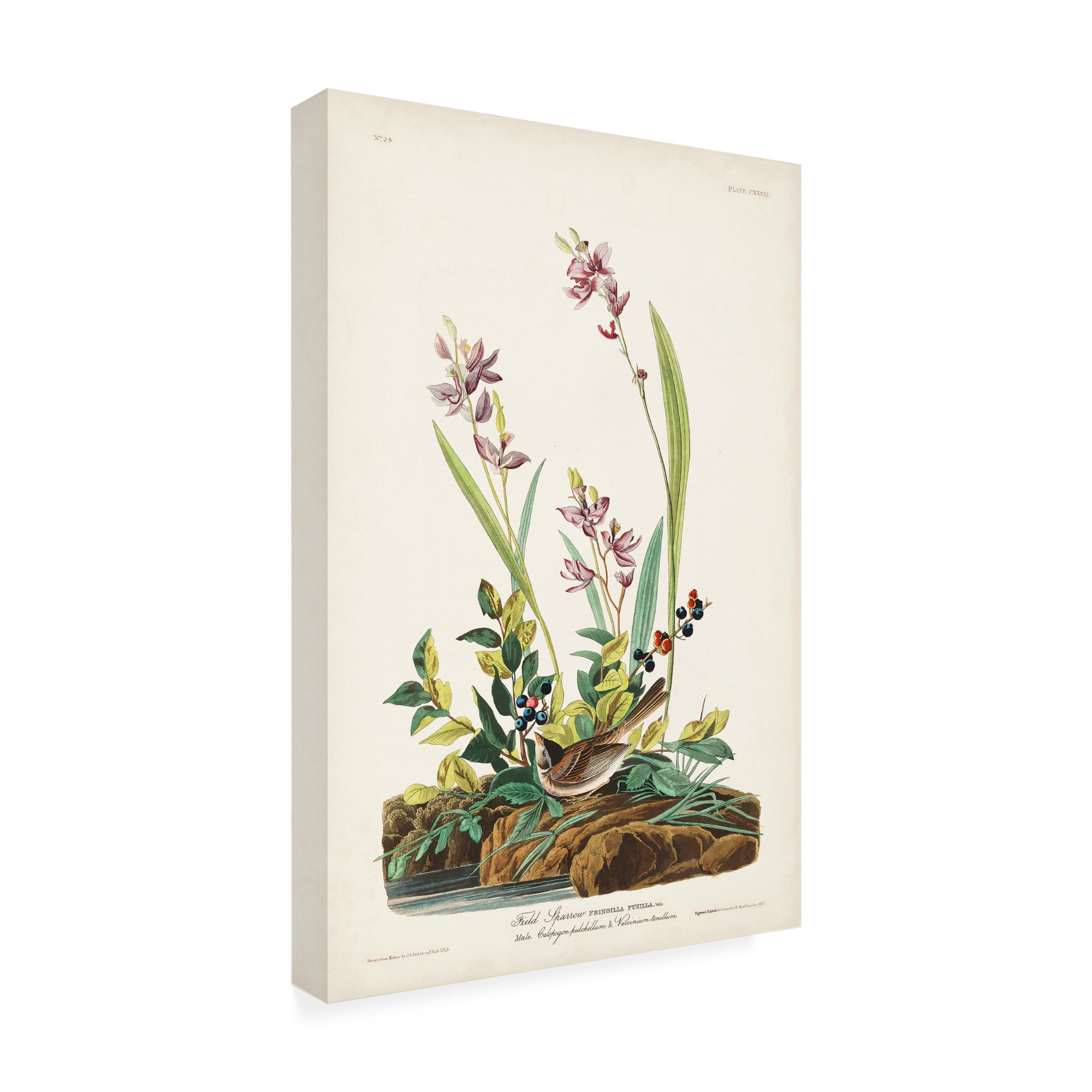 John James Audubon 'Field Sparrow' Canvas Art