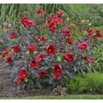 thumbnail image 2 of Midnight Marvel Giant Hibiscus Perennial - Live Plant - 3 Gallon Pot, 2 of 2