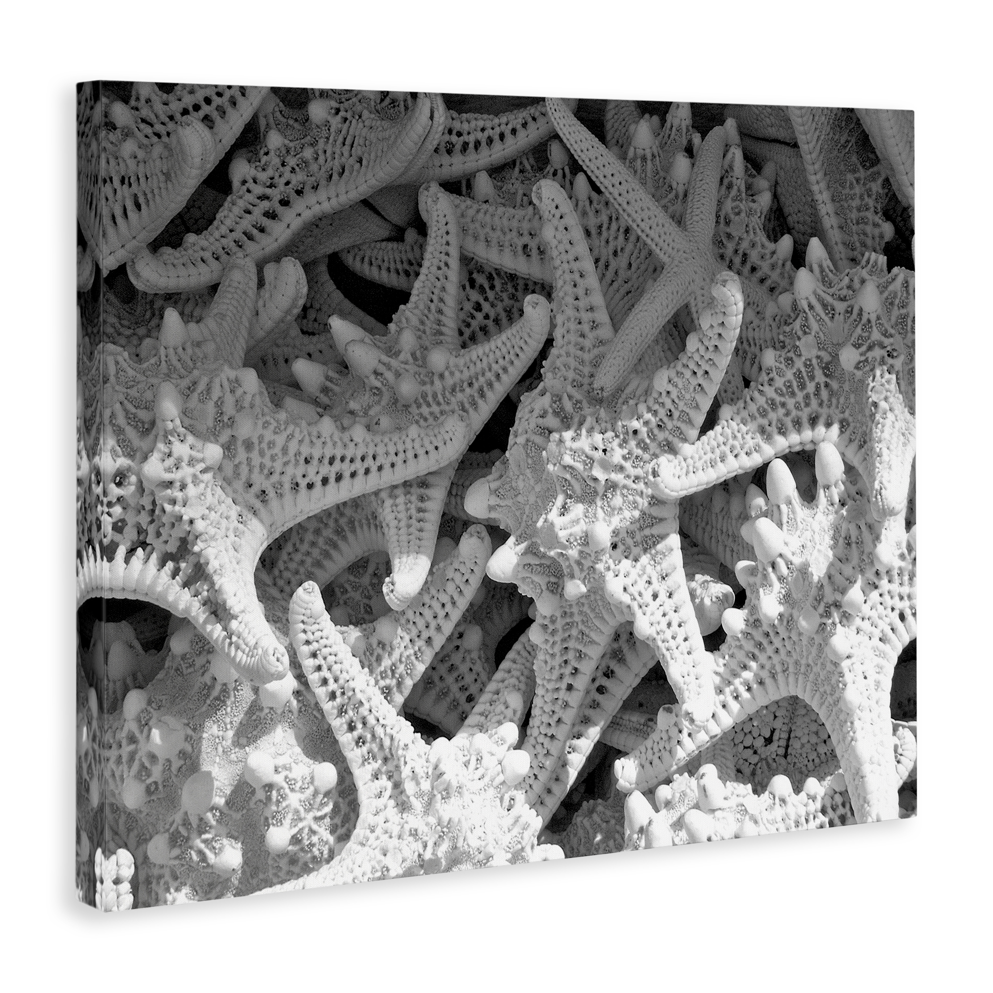 Stupell Industries Nautical Starfish Pile Coastal Photography Gallery Wrapped Canvas Art Print Wall Art, 20 x 16
