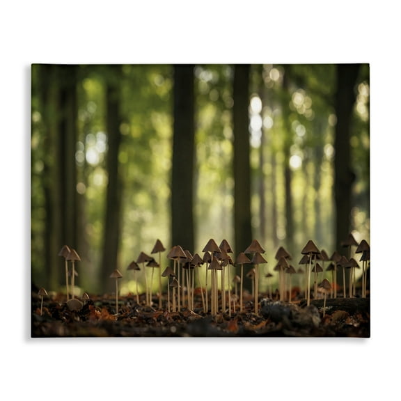 Stupell Industries Mushroom Sprouts in Forest Botanical & Floral Photography Gallery Wrapped Canvas Art Print Wall Art, 20 x 16