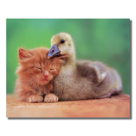 Baby Kitten Cat and Duckling Hugging What Love Is Wall Picture 8x10 Art Print