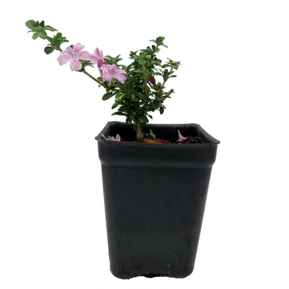 Cherry Blossom Serissa Tree - 2.5" Pot - House Plant, Fairy Garden Plant, Bonsai