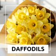 thumbnail image 3 of Peaches and Cream Daffodil Bulbs for Planting - Colorful Daffodil Blooms (10 Bulbs), 3 of 5