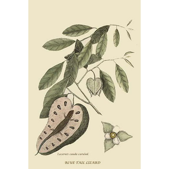 Blue Tail Lizard-Fine Art Canvas Print (20" x 30")