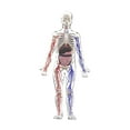 thumbnail image 1 of Modelo de cuerpo humano para niños, kit interactivo de ciencia, enseñanza 3D, figura anatómica realista, herramientas de estudio para niños y niñas en, 1 of 10