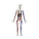 thumbnail image 1 of Modelo de cuerpo humano para niños, kit interactivo de ciencia, enseñanza 3D, figura anatómica realista, herramientas de estudio para niños y niñas en, 1 of 10