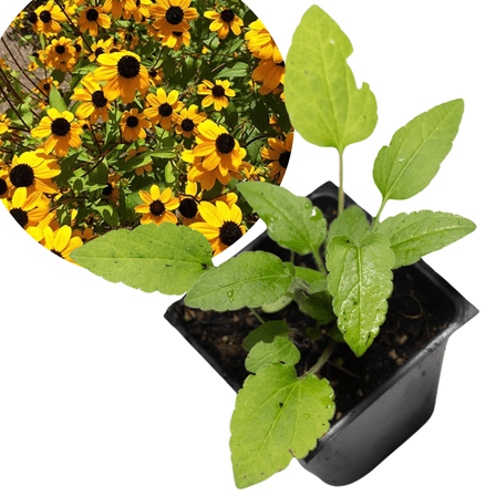 Brown-Eyed Susan (Rudbeckia triloba) Organic Plant in 2.5-inch Pot by Smoke Camp Crafts- Native Pollinator Plant