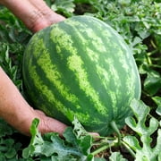 Purely Organic Crimson Sweet Watermelon Seeds - USDA Organic, Non-GMO, Open Pollinated, Heirloom, USA Origin, Fruit Seeds, Annual, Prefers Full Sun