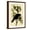 Brown Frame, variant on Art.com Common American Crow Art Print by John James Audubon, 16" x 24"