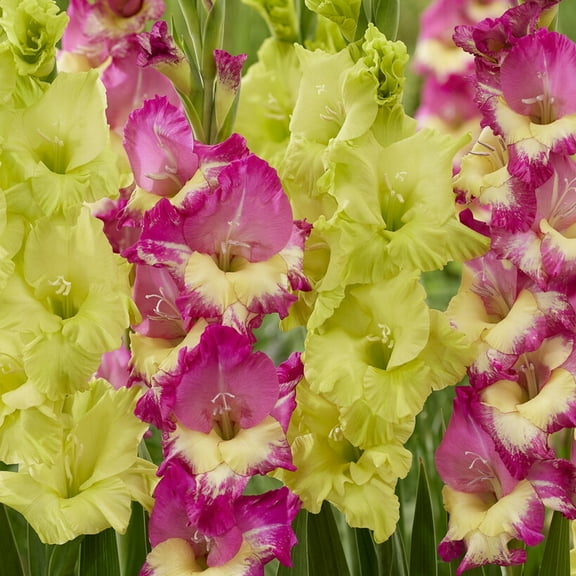 Van Zyverden Gladiolus Exuberant Koi Blend Set of 15 Bulbs Multicolor Partial Sun