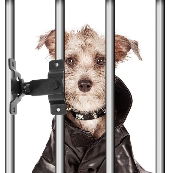 AURARMLET Stainless Steel Screen Door Latch Black Privacy Lock for Outdoor Use, and Secure, 1 Piece