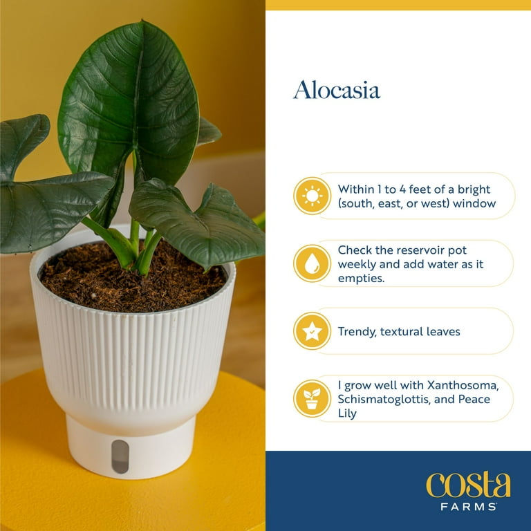 Costa Farms 10" Alocasia Polly Live House Plants in 5" Self-Watering Planter  - Walmart.com