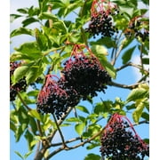 Earthcare Seeds - Elderberry American 50 Seeds (Sambucus Canadensis) Heirloom - Open Pollinated