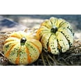 thumbnail image 5 of 15 Seeds CARNIVAL SQUASH Winter Cucurbita Pepo Vegetable Seeds, 5 of 11