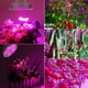 thumbnail image 2 of Paquete de 2 luces LED para cultivo de plantas de 100 W, bombilla LED de espectro completo para el crecimiento de plantas de interior en invernaderos de hortalizas e hidroponía, luces de cultivo, 2 of 4