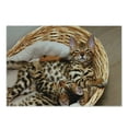 thumbnail image 1 of Kitten Cutting Board, Little Bengal Cats in Basket Cuddly Purebred Kitties Domestic Feline, Decorative Tempered Glass Cutting and Serving Board, Small Size, Brown Pale Brown Beige, by Ambesonne, 1 of 1