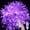 Purple, variant on Christmas Fairy Lights,6M 40LED Christmas Lights led Indoor Fairy Lights Indoor Outdoor Rope Fairy String Lights USB Powered with Remote