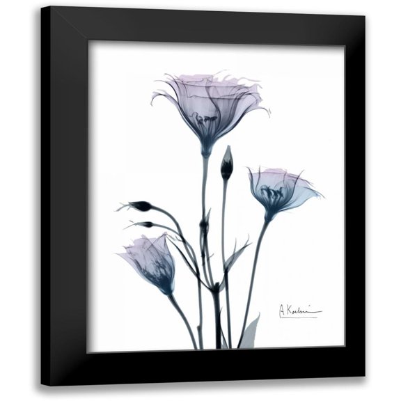 Koetsier, Albert 12x14 Black Modern Framed Museum Art Print Titled - Midnight Gentian 2