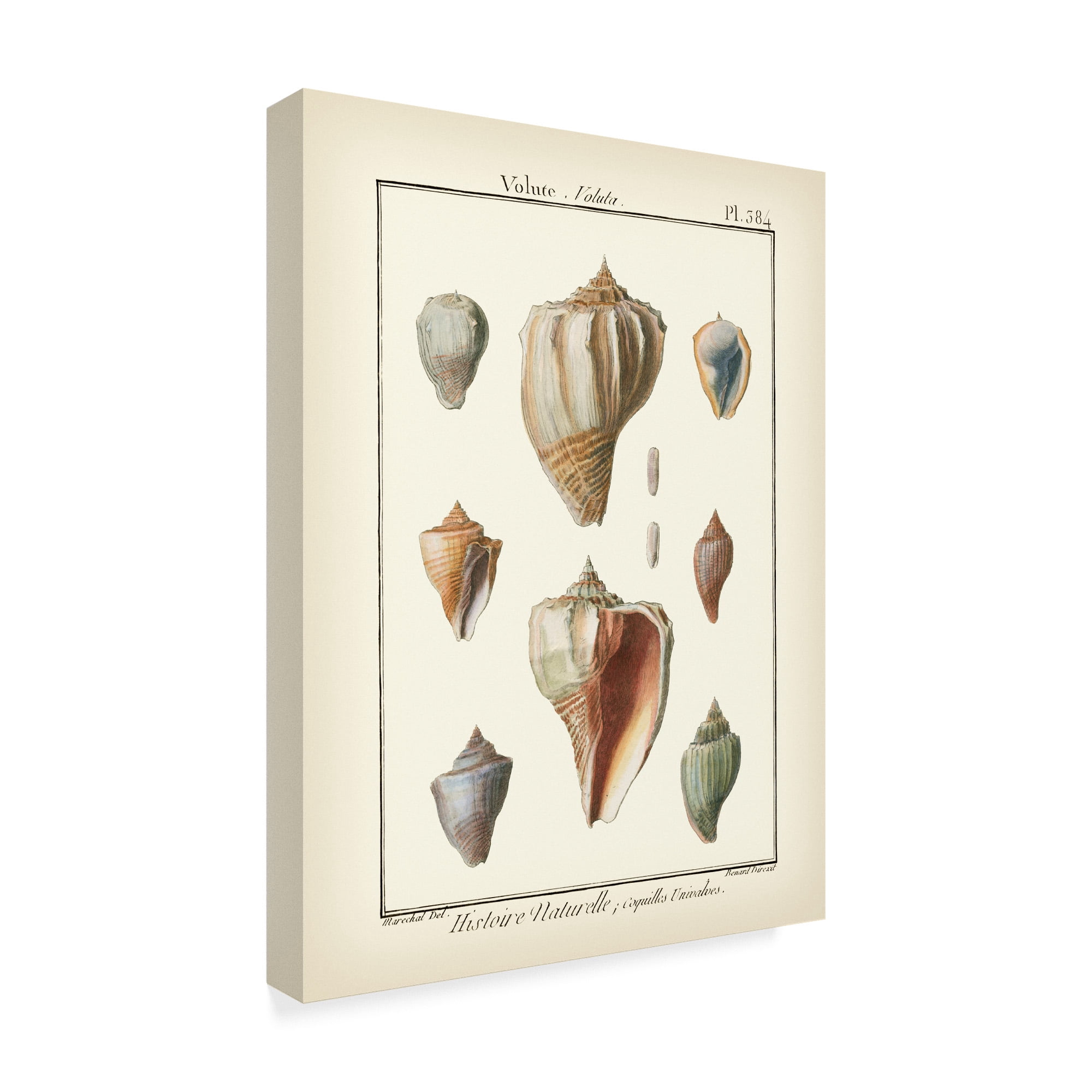 Trademark Fine Art 'Volute Shells' Canvas Art by Denis Diderot