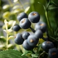 thumbnail image 2 of Sullivans 23.5" Artificial Green Leaf Blueberry Wreath, 2 of 5