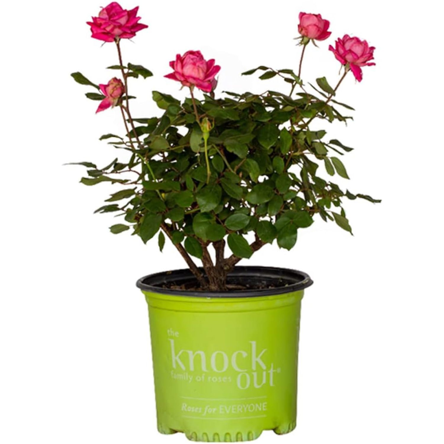 Pink Double Knock Out Rose Bush (1 Gallon) Flowering Semi Shrub with