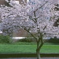 thumbnail image 5 of Akebono Flowering Cherry Tree, Dormant Tree, Cherry Blossom for Garden, 6-12 Inch in 2,5 Inches Pot, 5 of 6