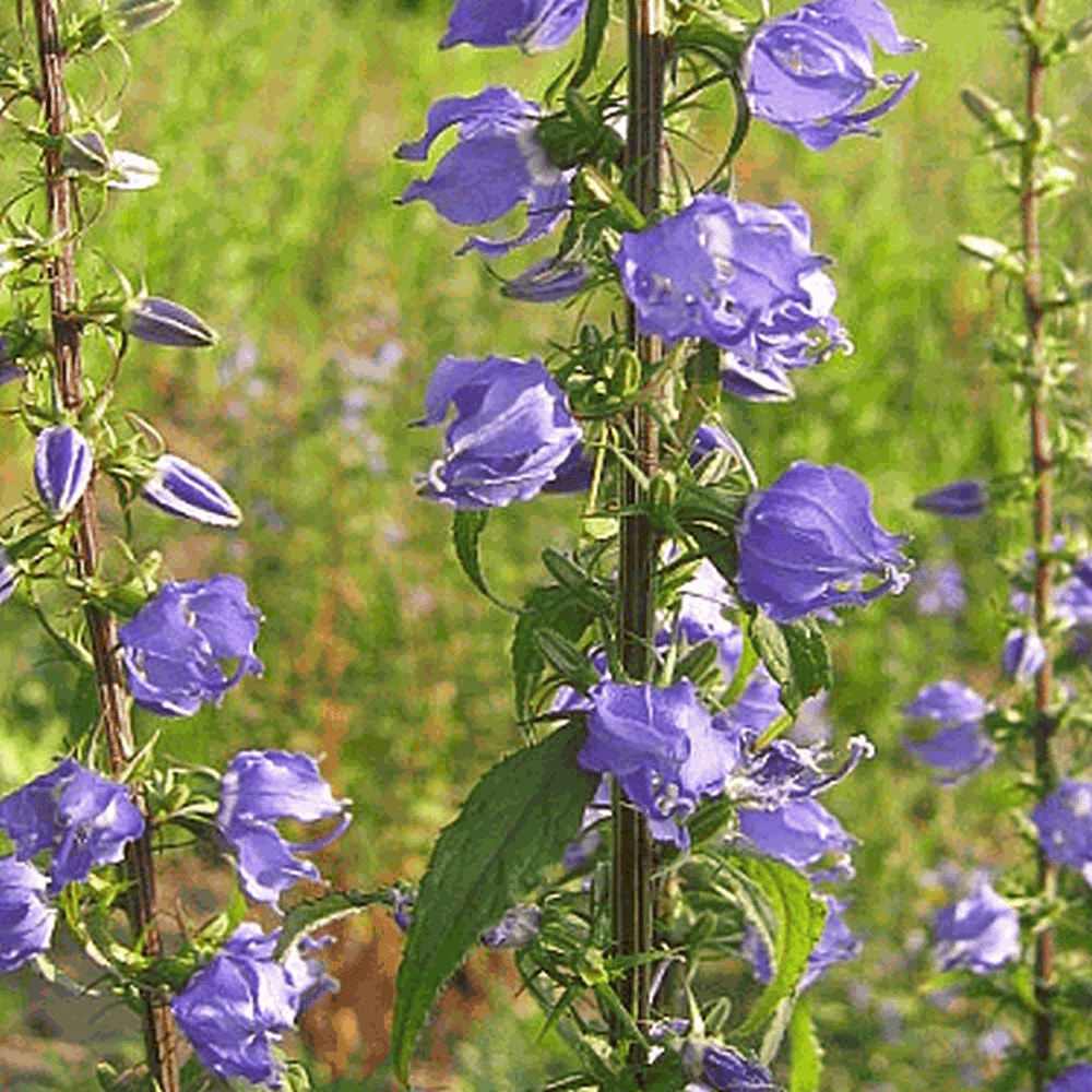 Everwilde Farms 2000 Tall Bellflower Native Wildflower Seeds Gold