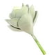 thumbnail image 5 of Flor suculenta artificial Oficina en casa Decoración de plantas suculentas falsas Decoración floral de EVA, Mediana, Verde sidaley HA6992-01B, 5 of 6