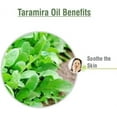 thumbnail image 3 of Salvia Taramira 100% Pure & Natural Uncut Essential Oil - For Aromatherapy (250ML/8.45 fl oz), 3 of 5