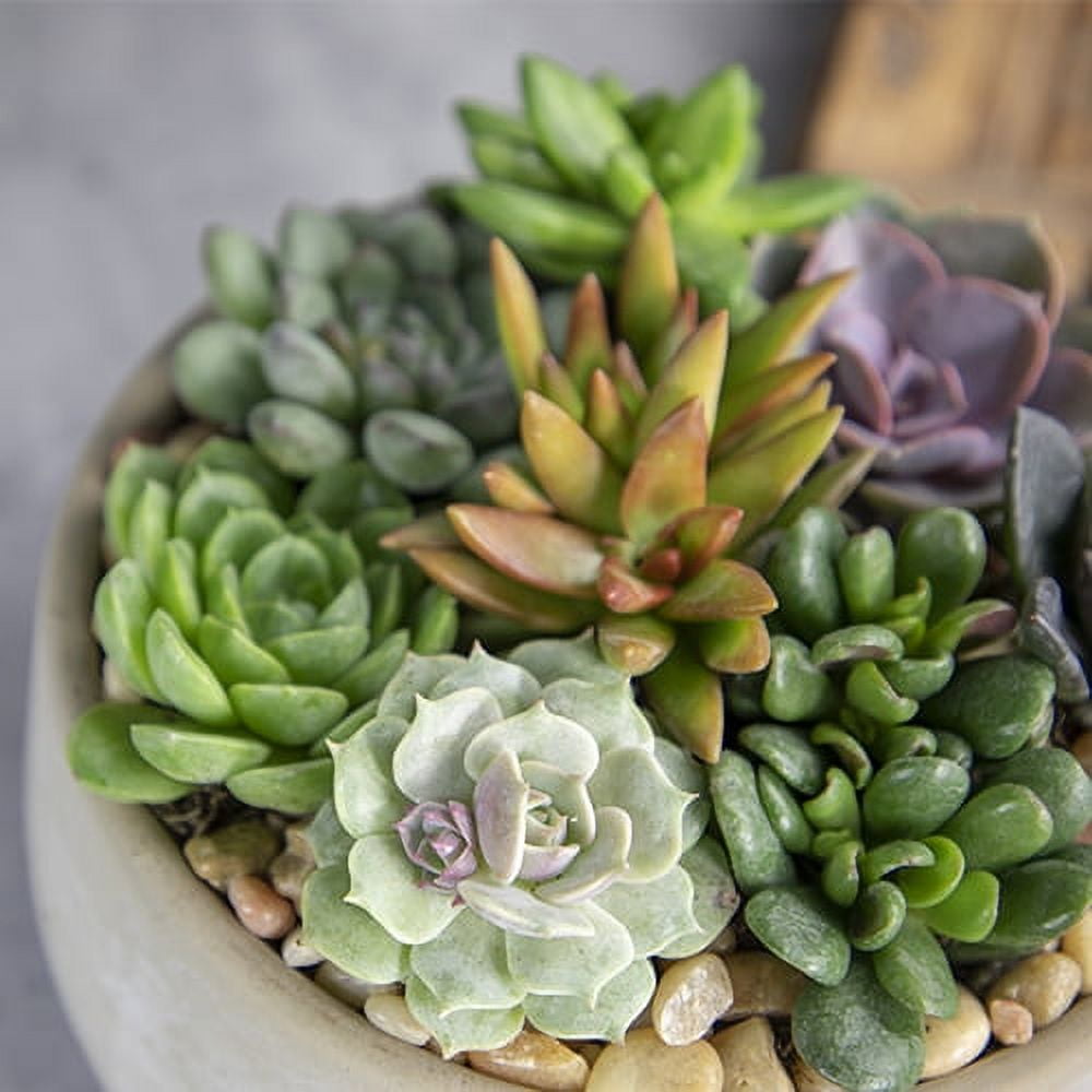 Altman Plants Bulk Succulent Plants (50PK) Love Live Plants & Small Succulents - 2 in Pots