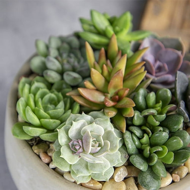 Altman Plants Live Succulent Plants (12pk) Real Plants Succulents Mix - 2 in Grower Pots