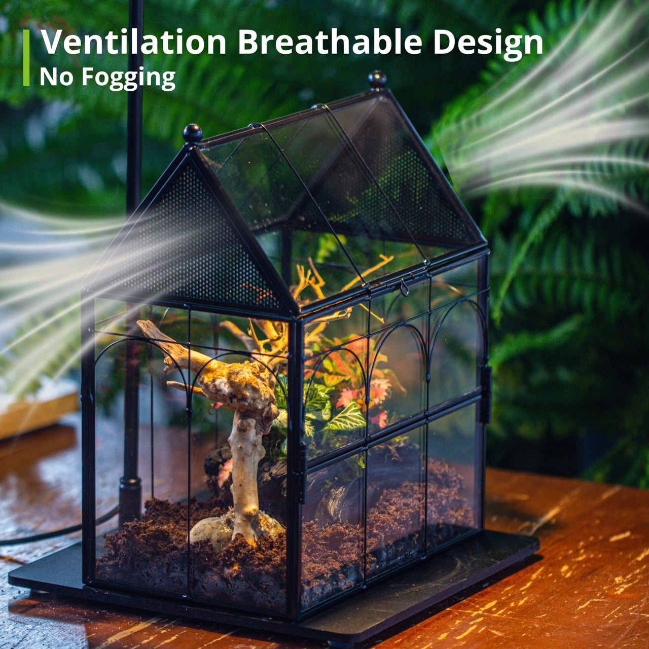 NCYP Glass Enclosure with Vent Holes for Insect, Spiders, Snails - 7.5" x 4.9" x 9", Small Closed Front Opening Door Succulent Terarium - House Shape Habitat, Home Decor Black (No Plants)