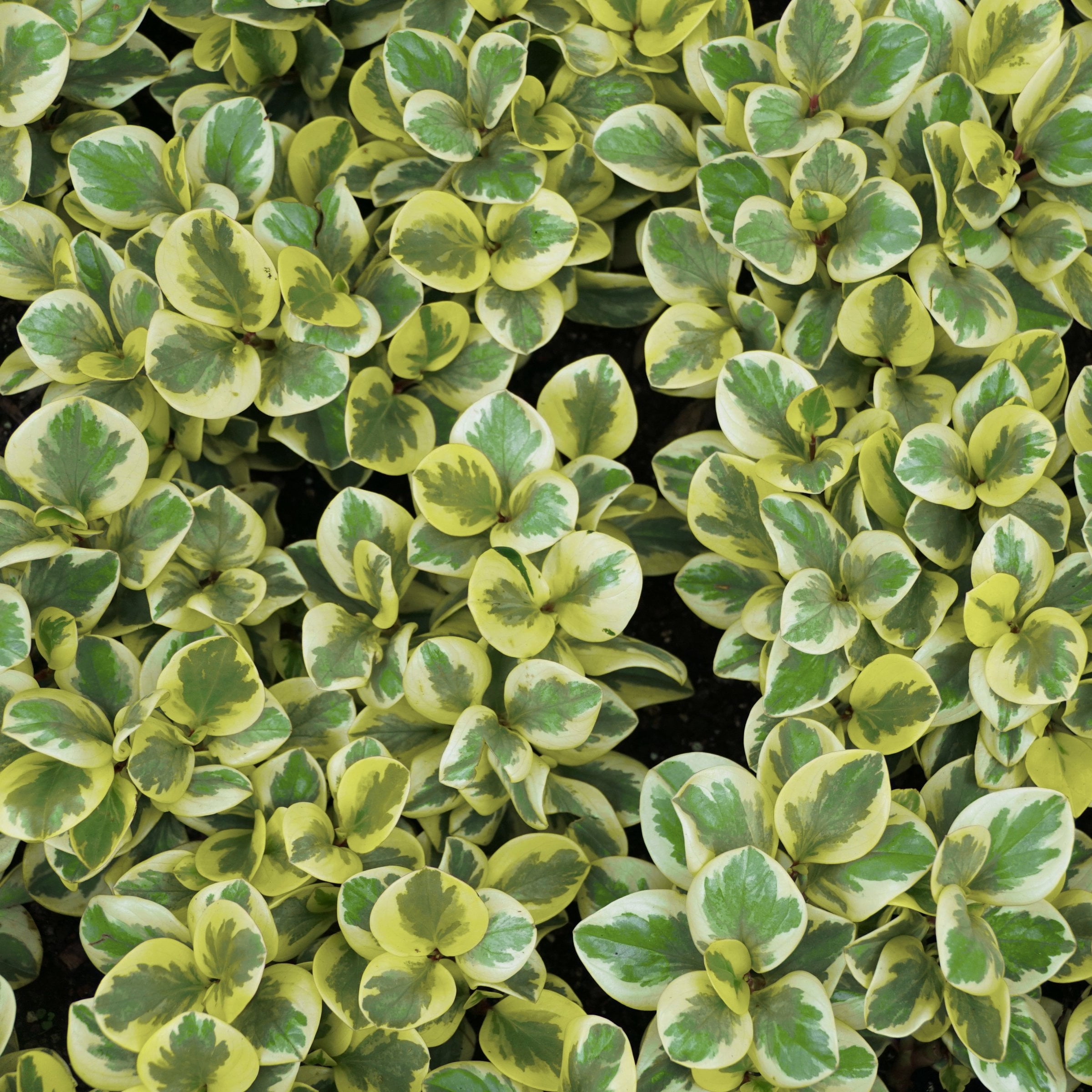6 in. Peperomia Citrus Twist Plant in Grower Container
