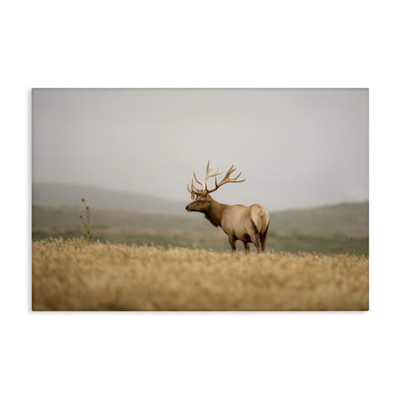 Stupell Industries Tule Elk Photography Landscape & Nature Photography Wrapped Canvas Art Print Wall Art, 24 x 16