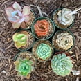 thumbnail image 3 of 8 pots of 4 Inch Rosette Echeveria Succulent, fully rooted, 3 of 3