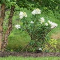 thumbnail image 2 of 1 Gal. Pot, Pee Gee Paniculata Hydrangea Shrub Deciduous Flowering Shrub - 1 plant per offer, 2 of 3